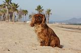 KING CHARLES SPANIEL 003